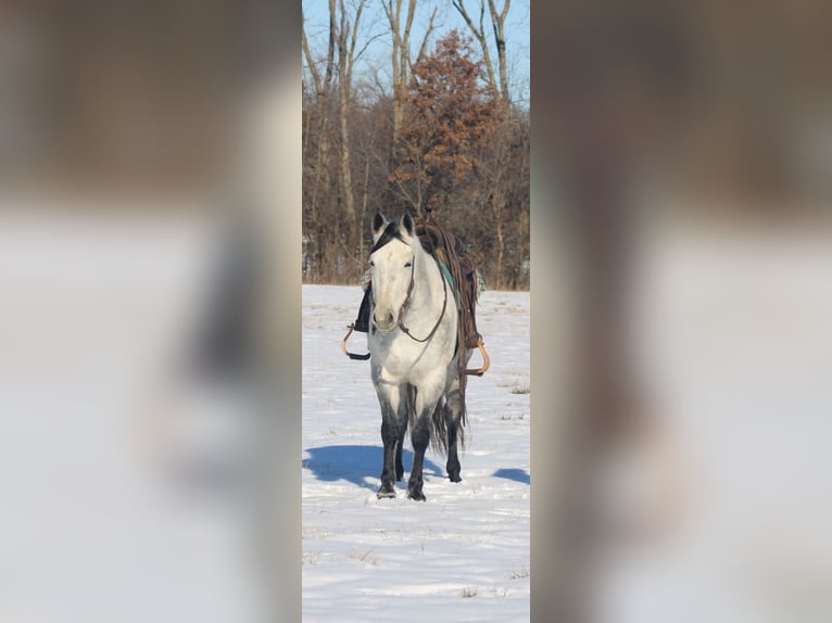 American Quarter Horse Giumenta 8 Anni 147 cm Grigio in Brownstown, IL