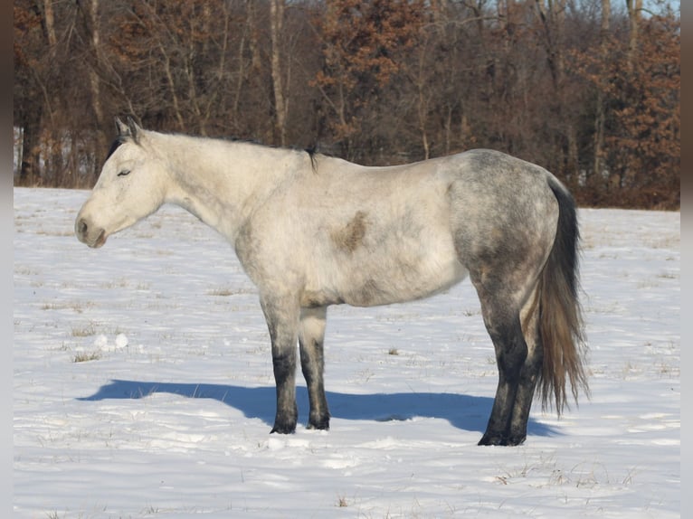 American Quarter Horse Giumenta 8 Anni 147 cm Grigio in Brownstown, IL