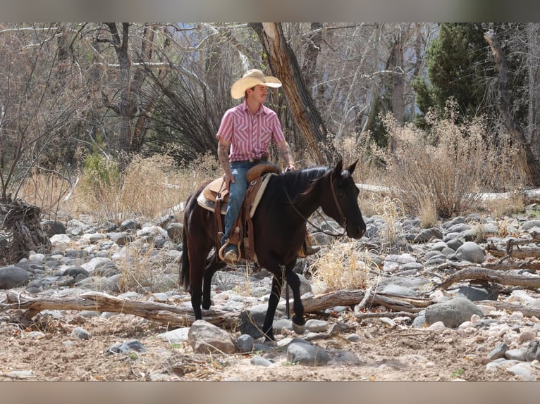American Quarter Horse Giumenta 8 Anni 147 cm Morello in Camp Verrde AZ