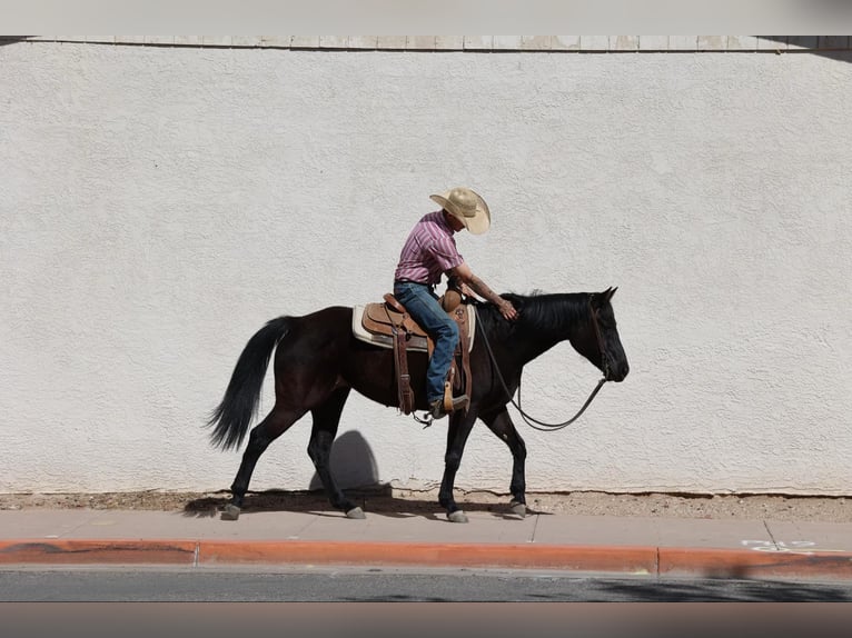 American Quarter Horse Giumenta 8 Anni 147 cm Morello in Camp Verrde AZ