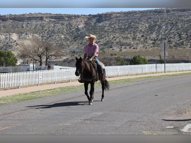 American Quarter Horse Giumenta 8 Anni 147 cm Morello in Camp Verrde AZ