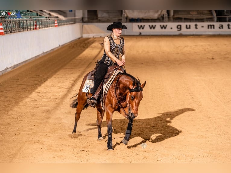 American Quarter Horse Giumenta 8 Anni 148 cm Baio in Neukirchen an der Enknach