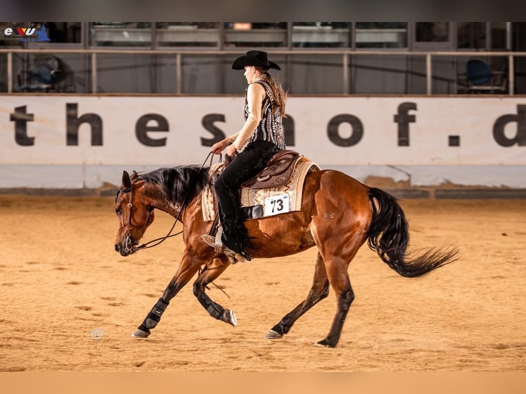 American Quarter Horse Giumenta 8 Anni 148 cm Baio in Neukirchen an der Enknach