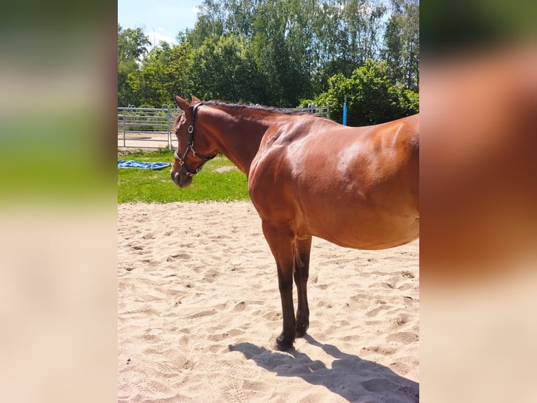 American Quarter Horse Giumenta 8 Anni 148 cm Baio in Görlitz