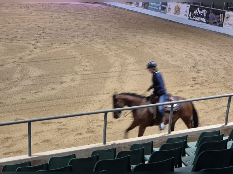 American Quarter Horse Giumenta 8 Anni 148 cm Baio in Görlitz