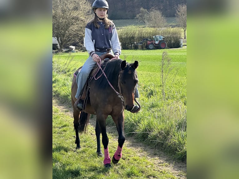 American Quarter Horse Mix Giumenta 8 Anni 148 cm Baio in Sulzthal
