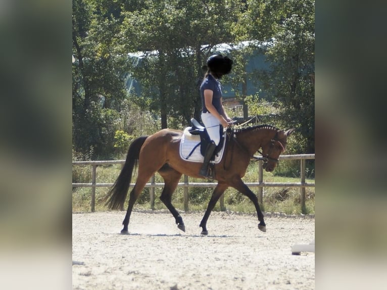 American Quarter Horse Mix Giumenta 8 Anni 148 cm Baio in Sulzthal