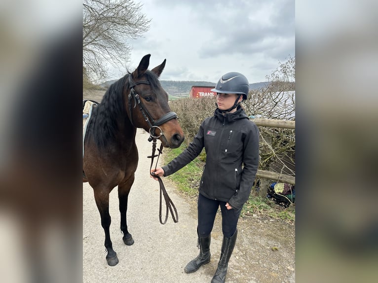 American Quarter Horse Mix Giumenta 8 Anni 148 cm Baio in Sulzthal