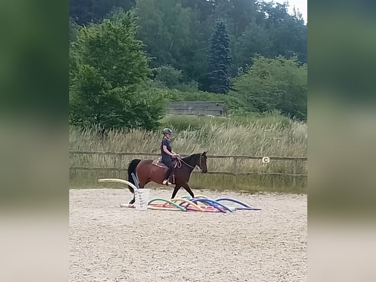 American Quarter Horse Mix Giumenta 8 Anni 148 cm Baio in Sulzthal