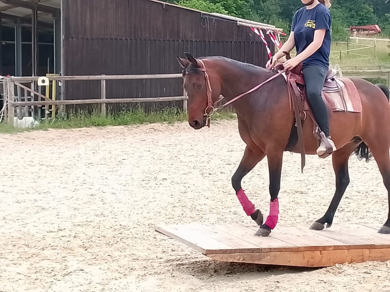 American Quarter Horse Mix Giumenta 8 Anni 148 cm Baio in Sulzthal