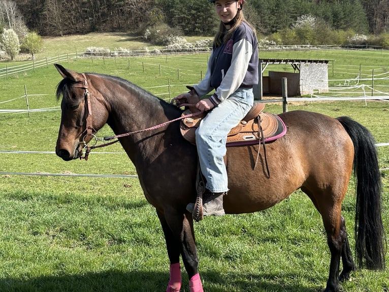 American Quarter Horse Mix Giumenta 8 Anni 148 cm Baio in Sulzthal
