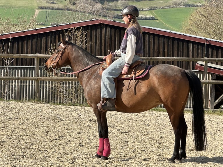 American Quarter Horse Mix Giumenta 8 Anni 148 cm Baio in Sulzthal