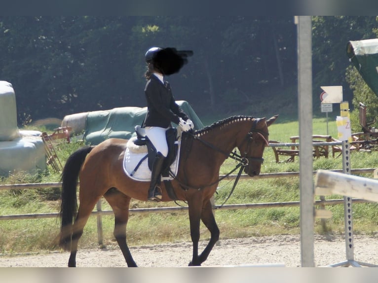 American Quarter Horse Mix Giumenta 8 Anni 148 cm Baio in Sulzthal
