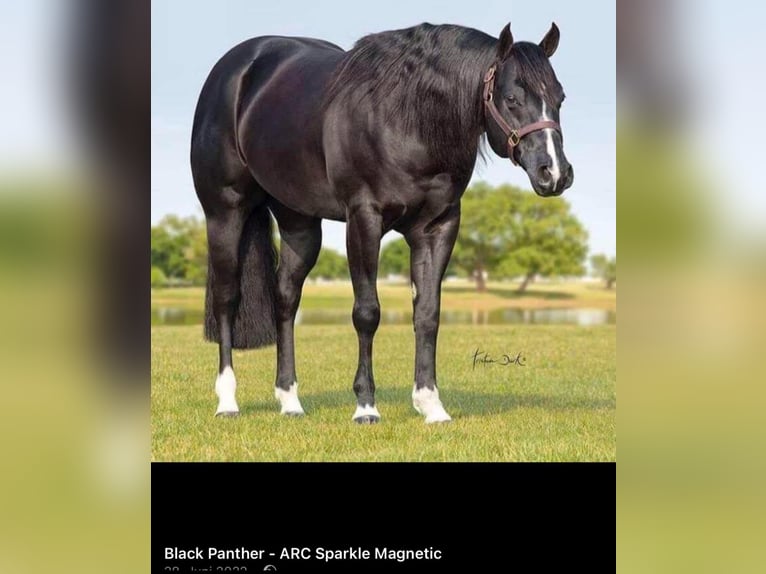 American Quarter Horse Giumenta 8 Anni 148 cm Palomino in Haren