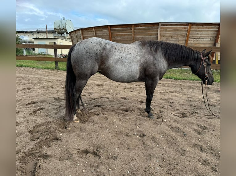 American Quarter Horse Giumenta 8 Anni 148 cm Roano blu in Moritz