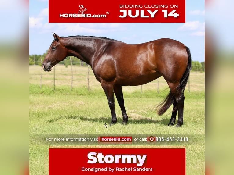 American Quarter Horse Giumenta 8 Anni 150 cm Baio ciliegia in Whitesboro