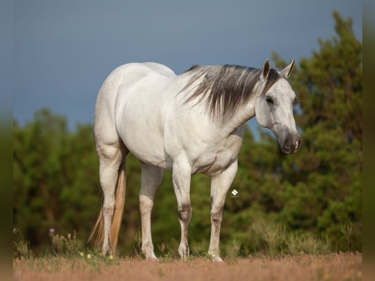 American Quarter Horse Giumenta 8 Anni 150 cm Grigio in Crowell, TX