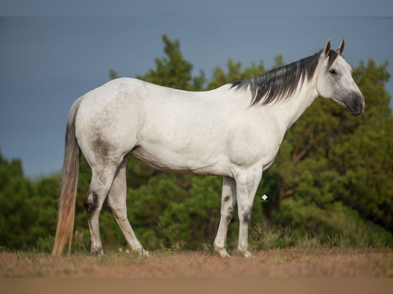 American Quarter Horse Giumenta 8 Anni 150 cm Grigio in Crowell, TX