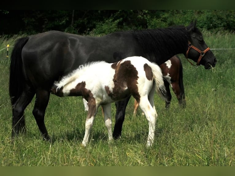 American Quarter Horse Giumenta 8 Anni 150 cm Morello in Warburg
