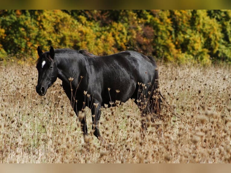 American Quarter Horse Giumenta 8 Anni 150 cm Morello in Warburg
