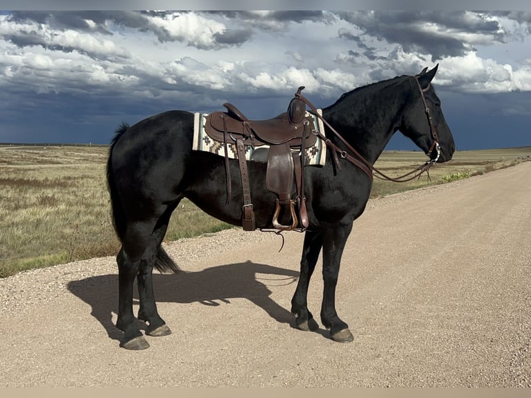 American Quarter Horse Mix Giumenta 8 Anni 150 cm Morello in Cheyenne