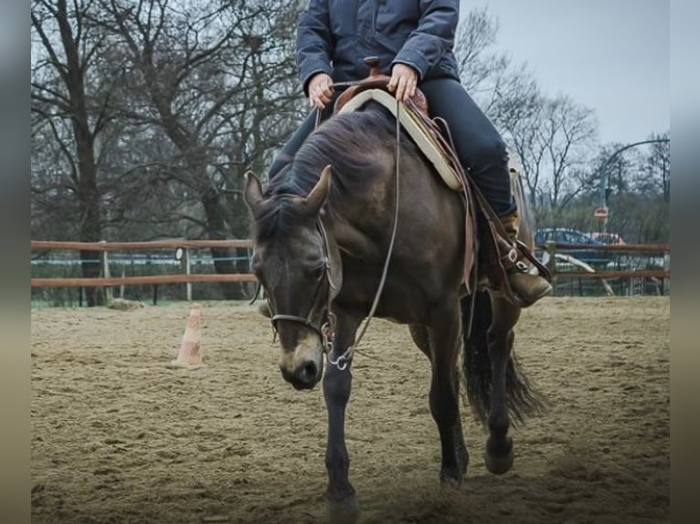 American Quarter Horse Giumenta 8 Anni 150 cm Pelle di daino in Bleckede