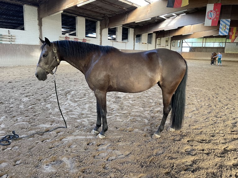 American Quarter Horse Giumenta 8 Anni 150 cm Pelle di daino in Bleckede