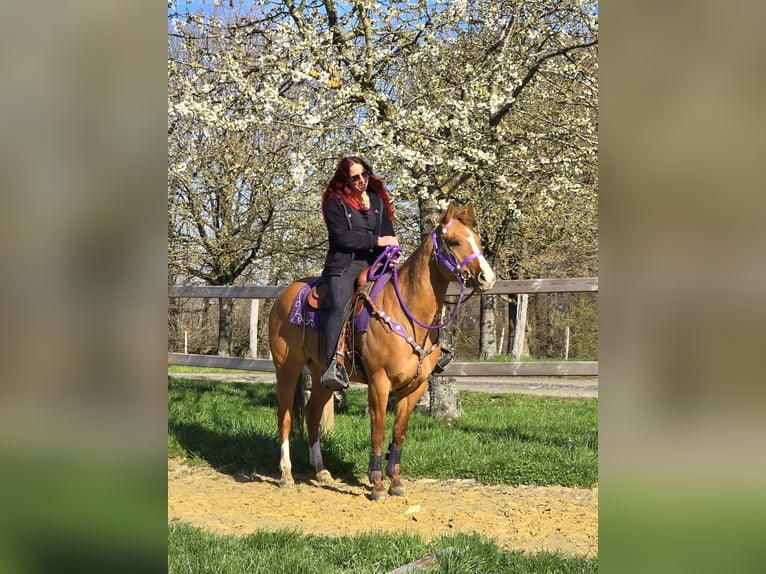 American Quarter Horse Giumenta 8 Anni 150 cm Red dun in Linkenbach