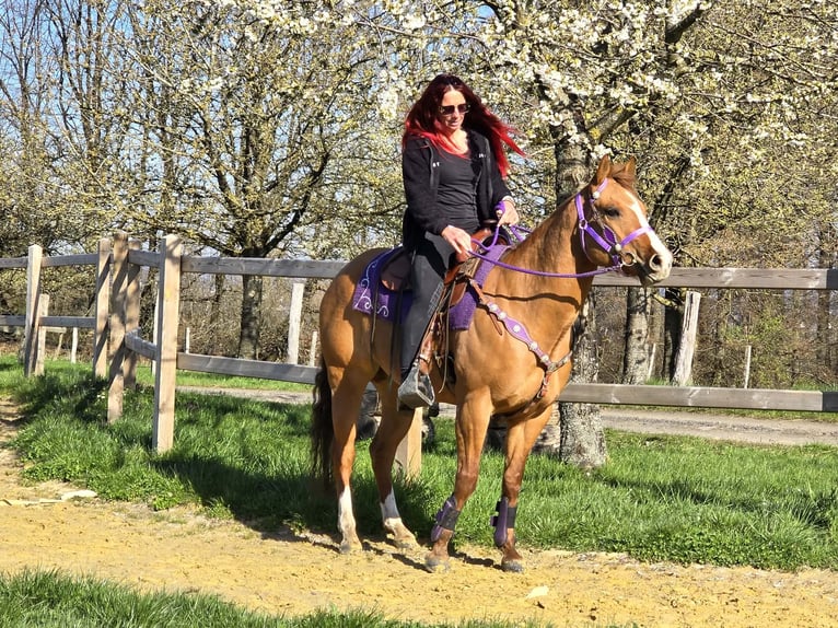 American Quarter Horse Giumenta 8 Anni 150 cm Red dun in Linkenbach