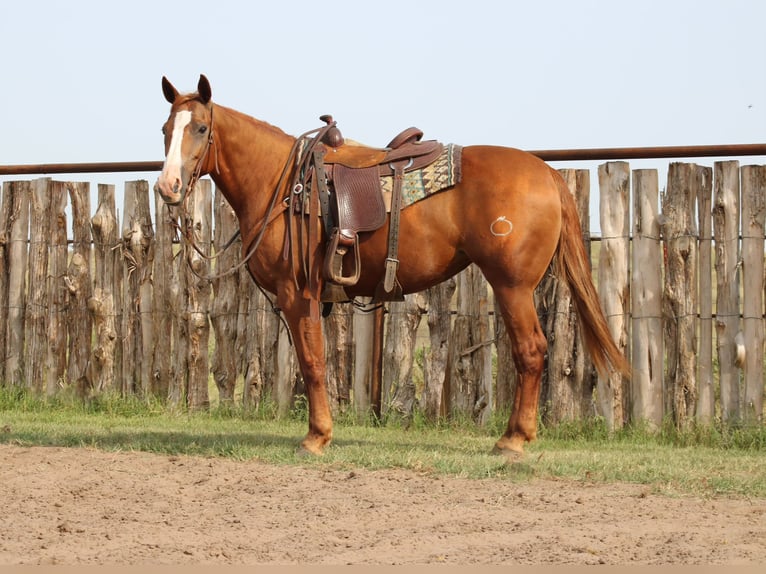 American Quarter Horse Giumenta 8 Anni 150 cm Sauro ciliegia in Crescent