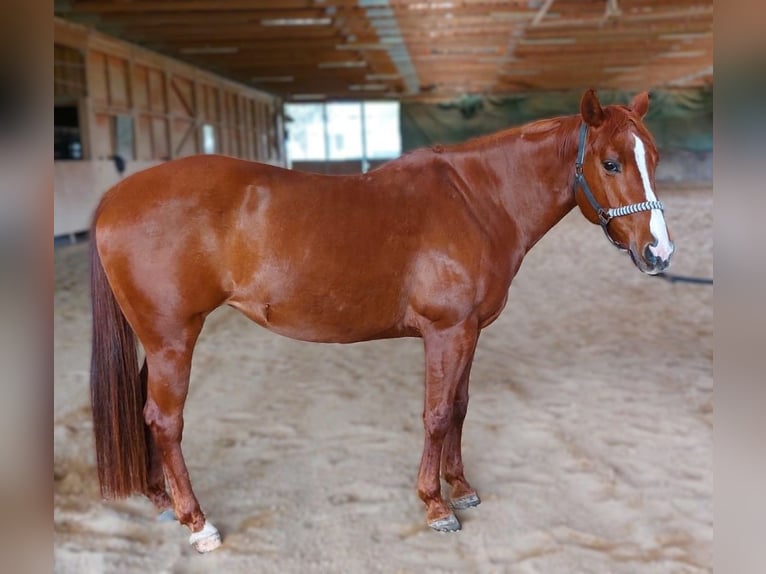 American Quarter Horse Giumenta 8 Anni 150 cm Sauro in Anitzberg
