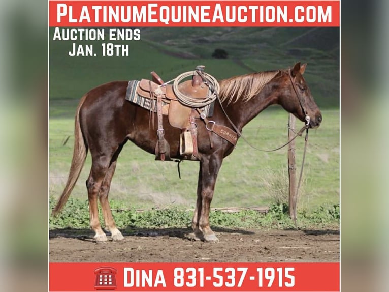 American Quarter Horse Giumenta 8 Anni 150 cm Sauro scuro in Paicines CA