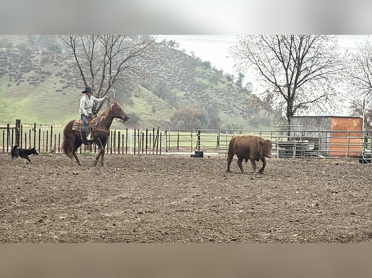 American Quarter Horse Giumenta 8 Anni 150 cm Sauro scuro in Paicines CA