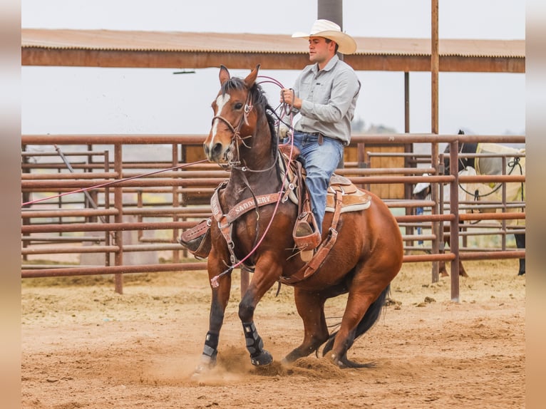 American Quarter Horse Giumenta 8 Anni 152 cm Baio ciliegia in Wickenburg