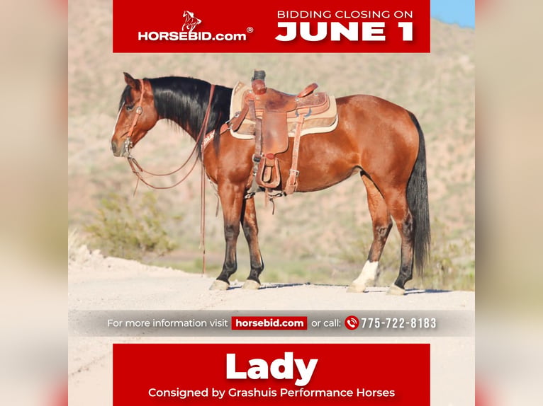 American Quarter Horse Giumenta 8 Anni 152 cm Baio ciliegia in Wickenburg