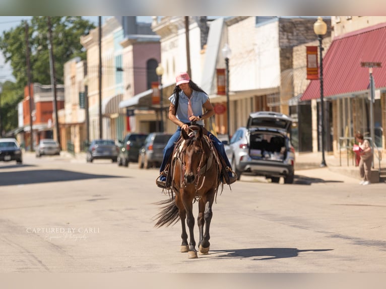 American Quarter Horse Giumenta 8 Anni 152 cm Baio ciliegia in Lampasas