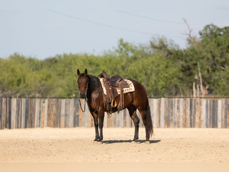 American Quarter Horse Giumenta 8 Anni 152 cm Baio ciliegia in Lampasas