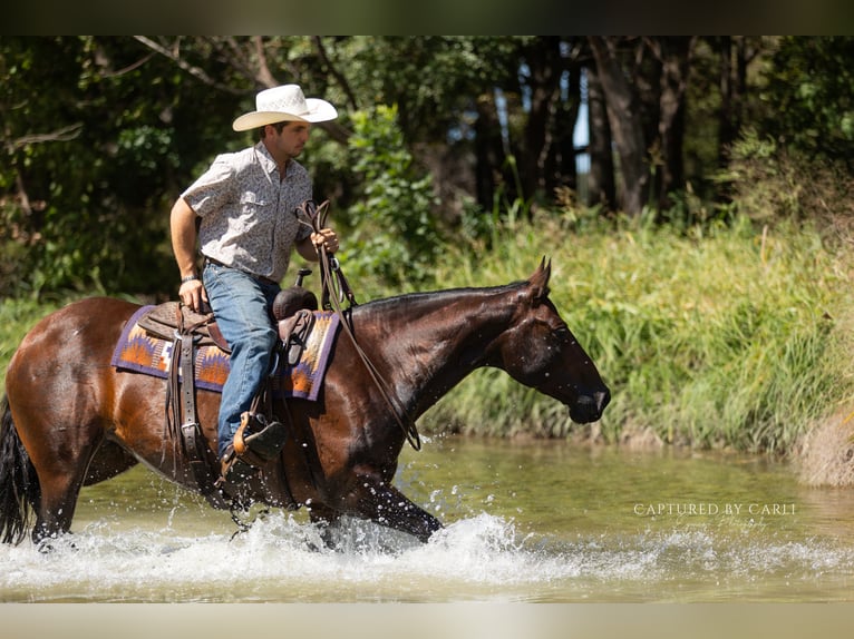 American Quarter Horse Giumenta 8 Anni 152 cm Baio ciliegia in Lampasas