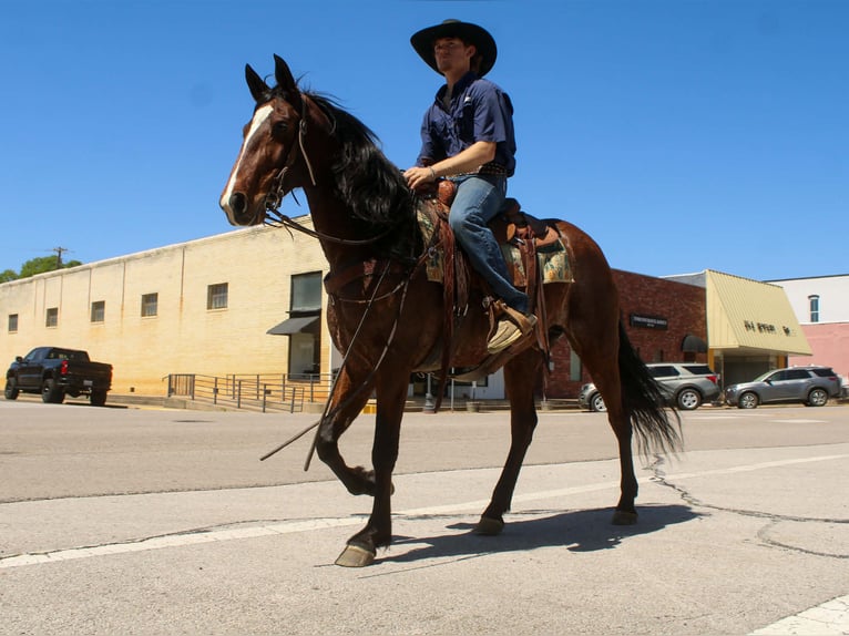 American Quarter Horse Giumenta 8 Anni 152 cm Baio ciliegia in Rusk