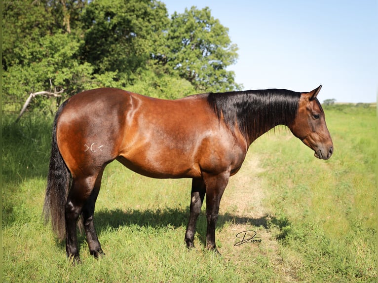 American Quarter Horse Giumenta 8 Anni 152 cm Baio ciliegia in Thedford