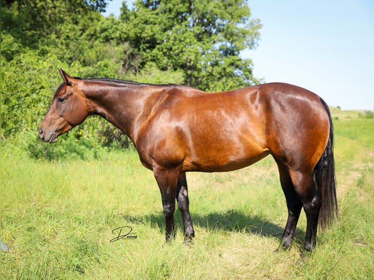 American Quarter Horse Giumenta 8 Anni 152 cm Baio ciliegia in Thedford