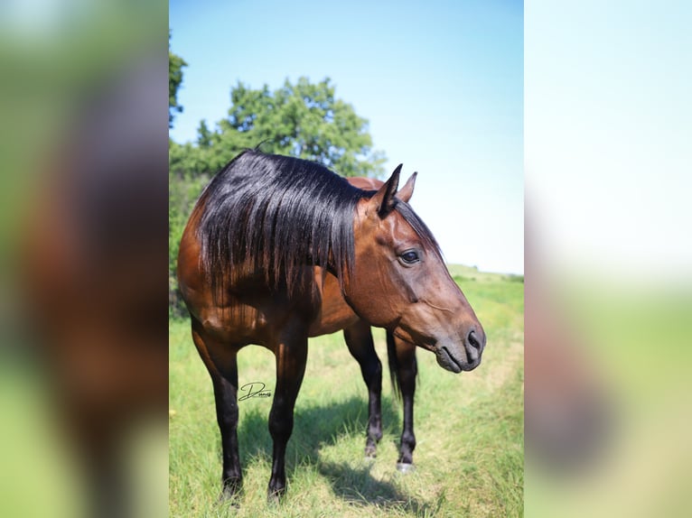 American Quarter Horse Giumenta 8 Anni 152 cm Baio ciliegia in Thedford