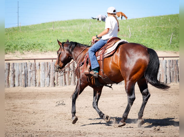 American Quarter Horse Giumenta 8 Anni 152 cm Baio ciliegia in Thedford