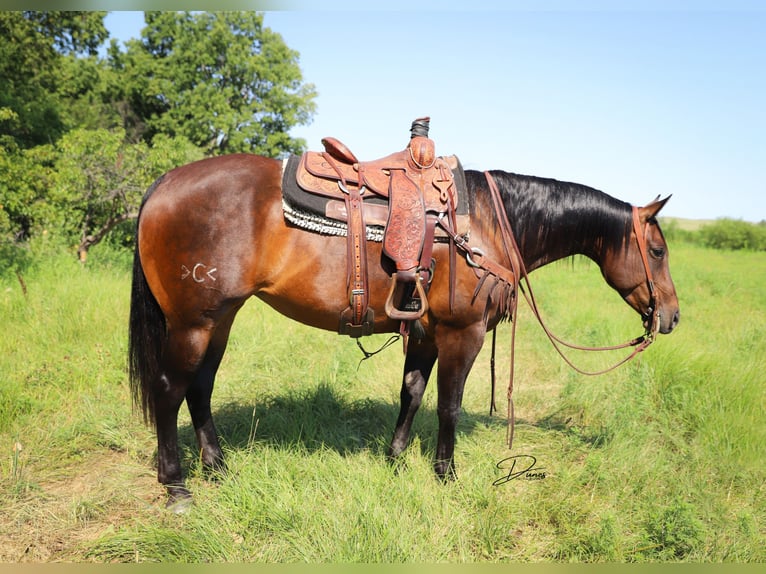 American Quarter Horse Giumenta 8 Anni 152 cm Baio ciliegia in Thedford