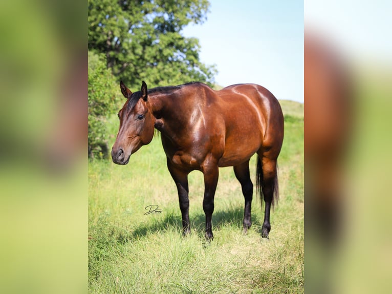 American Quarter Horse Giumenta 8 Anni 152 cm Baio ciliegia in Thedford