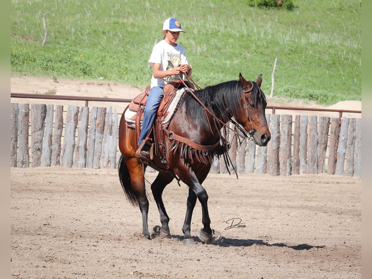 American Quarter Horse Giumenta 8 Anni 152 cm Baio ciliegia in Thedford