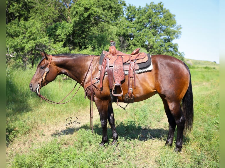 American Quarter Horse Giumenta 8 Anni 152 cm Baio ciliegia in Thedford