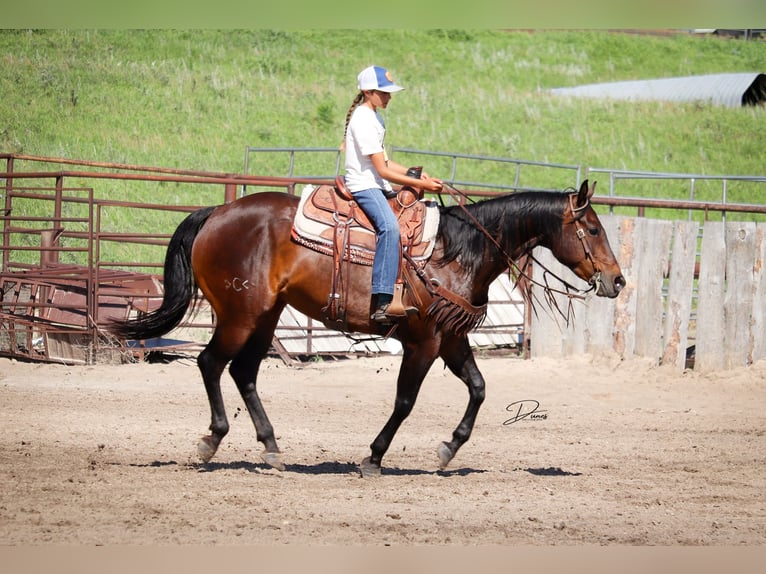 American Quarter Horse Giumenta 8 Anni 152 cm Baio ciliegia in Thedford