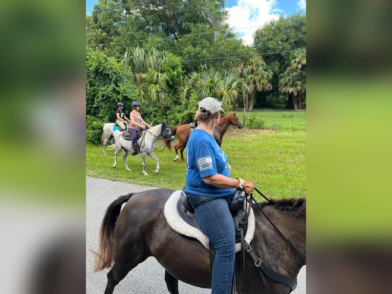 American Quarter Horse Giumenta 8 Anni 152 cm Baio nero in Geneva, FL