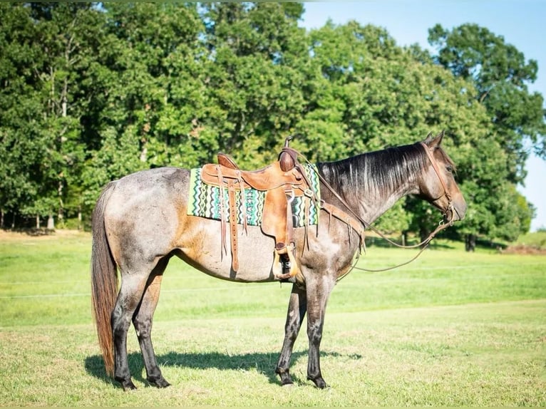 American Quarter Horse Giumenta 8 Anni 152 cm Baio roano in Greeneville KY